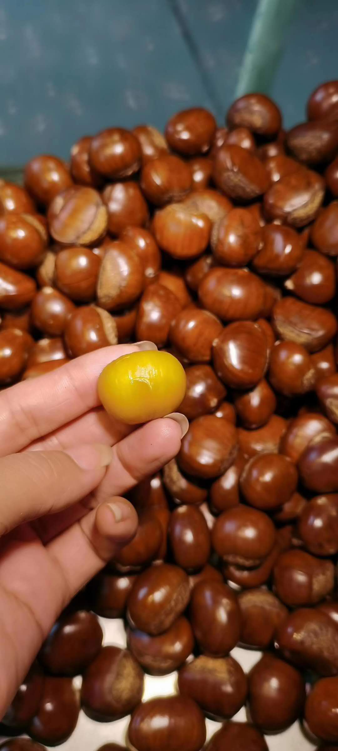 Клиент приносит каштан для тестовой обжарки